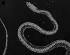 Upcoming exhibition: Claudia Corrent – All’ombra simile o a un sogno