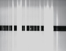 Exhibition: Imprinted by Light – Techniques of Cameraless Photography