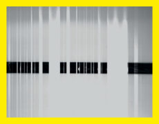 9 – 29 May │ Exhibition: Imprinted by Light – Techniques of Cameraless Photography